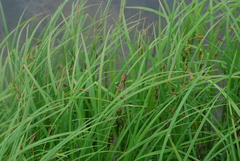 Carex gmelinii