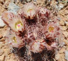 Echinomastus intertextus