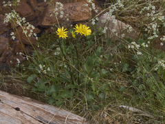 Tephroseris integrifolia atropurpurea