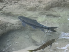 Neolissochilus stracheyi