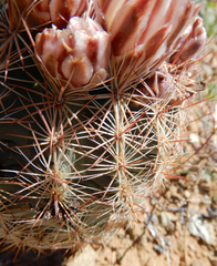 Echinomastus intertextus