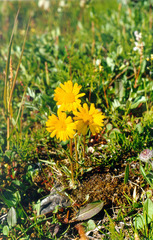 Tephroseris integrifolia atropurpurea
