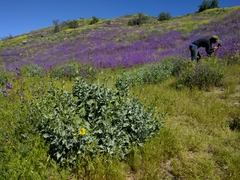 Encelia farinosa
