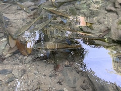 Neolissochilus stracheyi