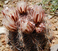 Echinomastus intertextus