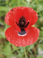 Papaver umbonatum