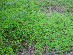 Symphoricarpos × chenaultii