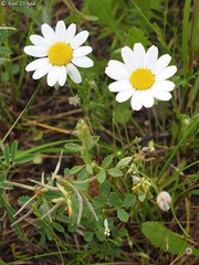 Anthemis pseudocotula
