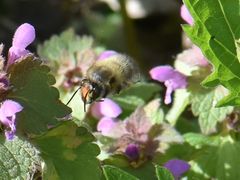 Anthophora plumipes