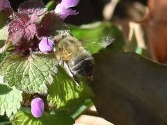 Anthophora plumipes
