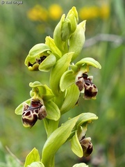 Ophrys umbilicata