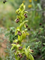Ophrys umbilicata