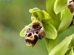 Ophrys umbilicata