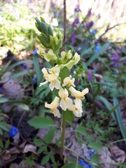 Corydalis cava marschalliana