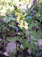 Corydalis cava marschalliana