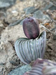 Tulipa regelii, photograph (c) Kudaibergen Amirekul, some rights reserved (CC BY-SA)