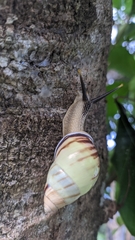 Amphidromus perversus