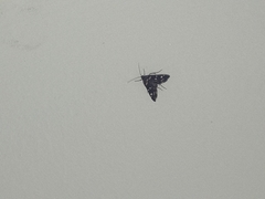 Diathrausta ochreipennis