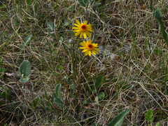 Packera heterophylla