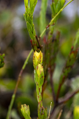 Gnidia juniperifolia, photograph (c) magriet b, some rights reserved (CC BY-SA)