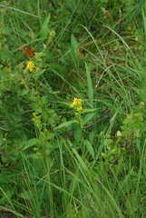 Solidago cuprea