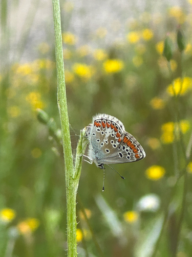 Brown Argus