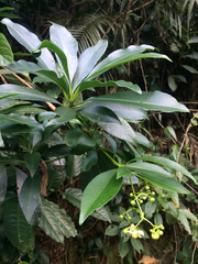 Tovomitopsis paniculata
