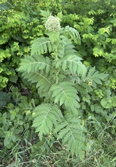 Tanacetum macrophyllum