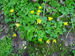 Ficaria verna verna