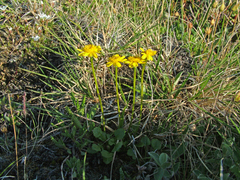 Packera heterophylla