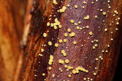 Lachnum pteridophyllum