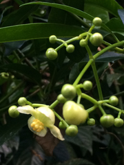 Tovomitopsis paniculata