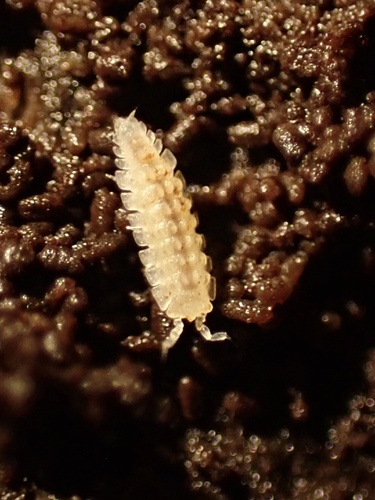 Haplophthalmus bonadonai