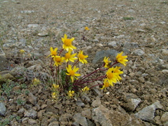 Packera heterophylla