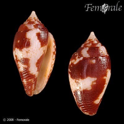 Conella