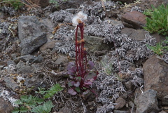 Packera heterophylla