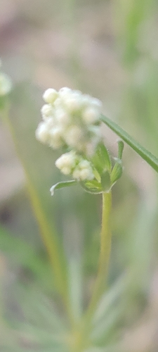 Cynanchica pyrenaica, photograph 2