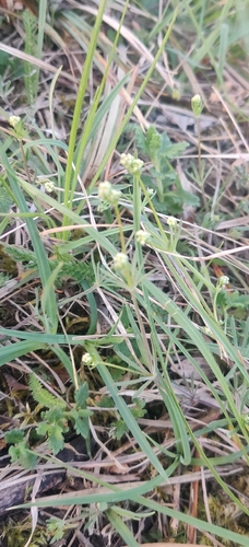 Cynanchica pyrenaica, photograph 3