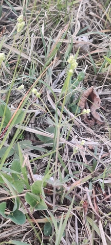 Cynanchica pyrenaica, photograph 4