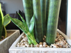 Sansevieria stuckyi