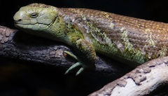 Squamata