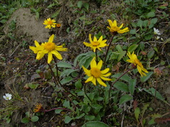 Packera heterophylla