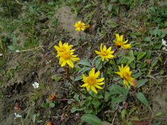 Packera heterophylla