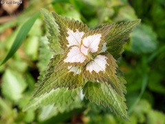 Lamium moschatum