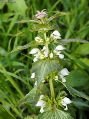 Lamium moschatum