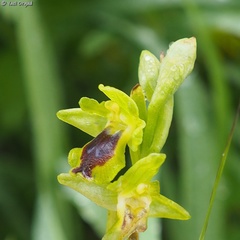 Ophrys lutea galilaea