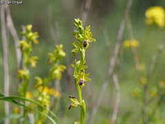 Ophrys lutea galilaea