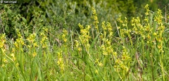 Ophrys lutea galilaea