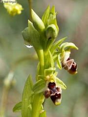Ophrys umbilicata