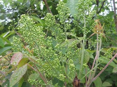 Toxicodendron vernicifluum